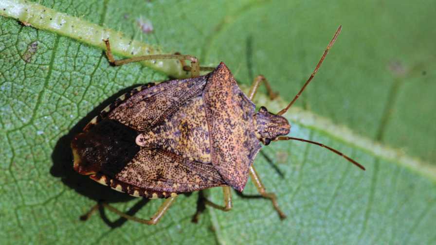 Brown marmorated stink bug on a green leaf.